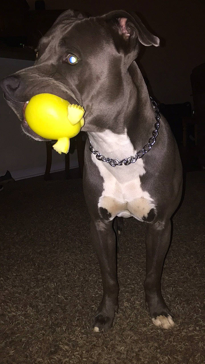 Diesel joined the competition — help win amazing prizes! american_pit_bull_terrier, american_staffordshire_terrier, canidae, carnivore, dog, dog_breed, dog_collar, fawn, great_dane, italian_greyhound, non_sporting_group, pit_bull, snout, staffordshire_bull_terrier, tail