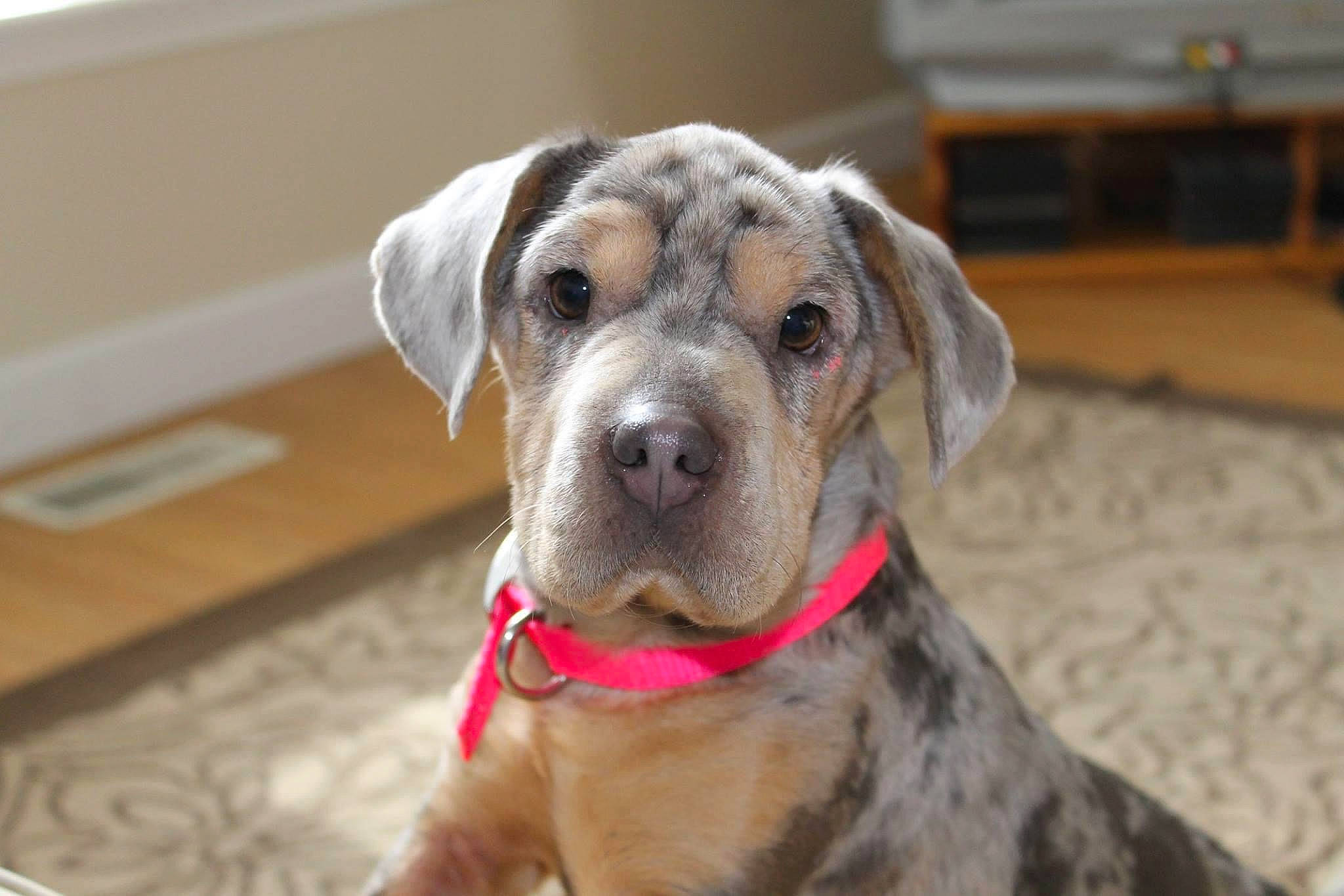 Dottie is registered to the contest to win money with this photo: canidae, carnivore, collar, companion_dog, dog, dog_breed, dog_collar, dog_supply, fawn, flooring, fur, hardwood, hunting_dog, non_sporting_group, pet_supply, sporting_group, whiskers, wood, working_animal, working_dog