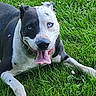 dog, grass, blue_eyes, tongue_out, black_and_white, playful, pet, animal, outdoor, nature, canine, collar, happy, lying_down, summer, close_up, friendly, fur, ears, muzzle
