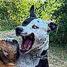 Reiki a rejoint le concours — aidez-le/la à gagner de superbes lots ! dog, dogs, play, outdoor, greenery, trees, grass, animal, pet, canine, collar, harness, expression, funny_face, mouth_open, nature, daylight, interaction, closeup, two_dogs