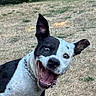 dog, black_and_white, playful, outdoor, grass, animal, pet, ears_up, happy, excited, canine, nature, collar, tongue_out, wide_eyes, expression, summer, field, brown, funny_face