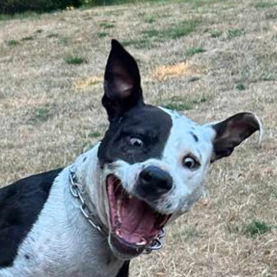 Reiki participe au concours pour gagner de l'argent avec cette photo : dog, black_and_white, playful, outdoor, grass, animal, pet, ears_up, happy, excited, canine, nature, collar, tongue_out, wide_eyes, expression, summer, field, brown, funny_face