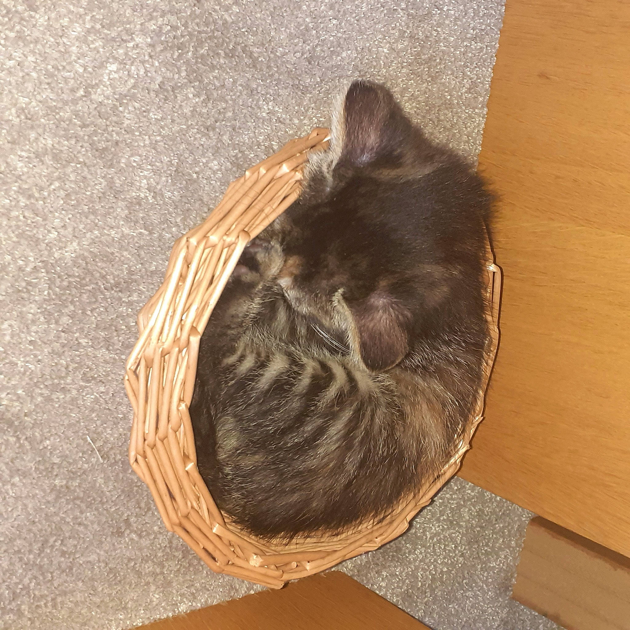 Alpha a rejoint le concours — aidez-le/la à gagner de superbes lots ! cat, european_shorthair, fawn, felidae, fur, small_to_medium_sized_cats, tail, whiskers, wood