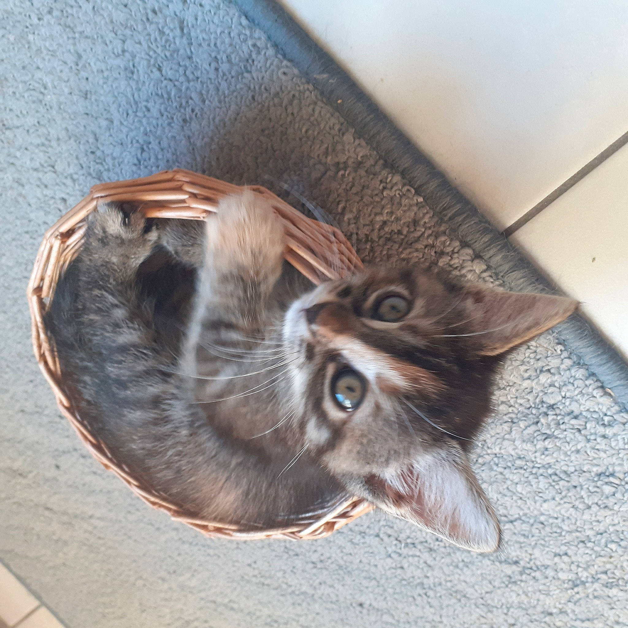 Alpha participe au concours pour gagner de l'argent avec cette photo : carnivore, cat, domestic_short_haired_cat, ear, european_shorthair, felidae, fur, kitten, small_to_medium_sized_cats, tabby_cat, whiskers