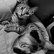 Nova participe au concours pour gagner de l'argent avec cette photo : cat, tabby, pet, animal, feline, indoor, cushion, chair, relaxed, playful, whiskers, paws, fur, black_and_white, wide_eyes, striped, cute, domestic_cat, resting, close_up