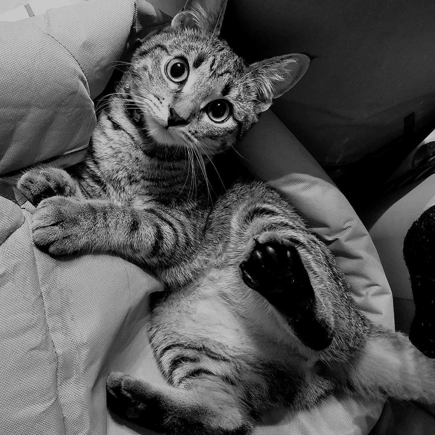 Nova participe au concours pour gagner de l'argent avec cette photo : animal, black_and_white, cat, chair, close_up, cushion, cute, domestic_cat, feline, fur, indoor, paws, pet, playful, relaxed, resting, striped, tabby, whiskers, wide_eyes