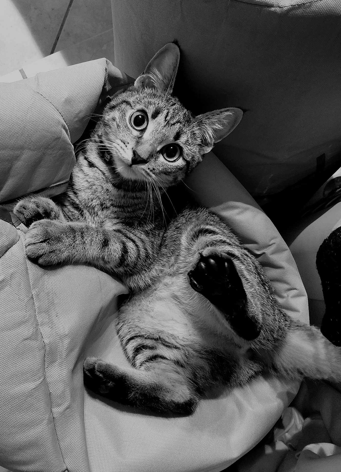 Nova participe au concours pour gagner de l'argent avec cette photo : cat, tabby, pet, animal, feline, indoor, cushion, chair, relaxed, playful, whiskers, paws, fur, black_and_white, wide_eyes, striped, cute, domestic_cat, resting, close_up