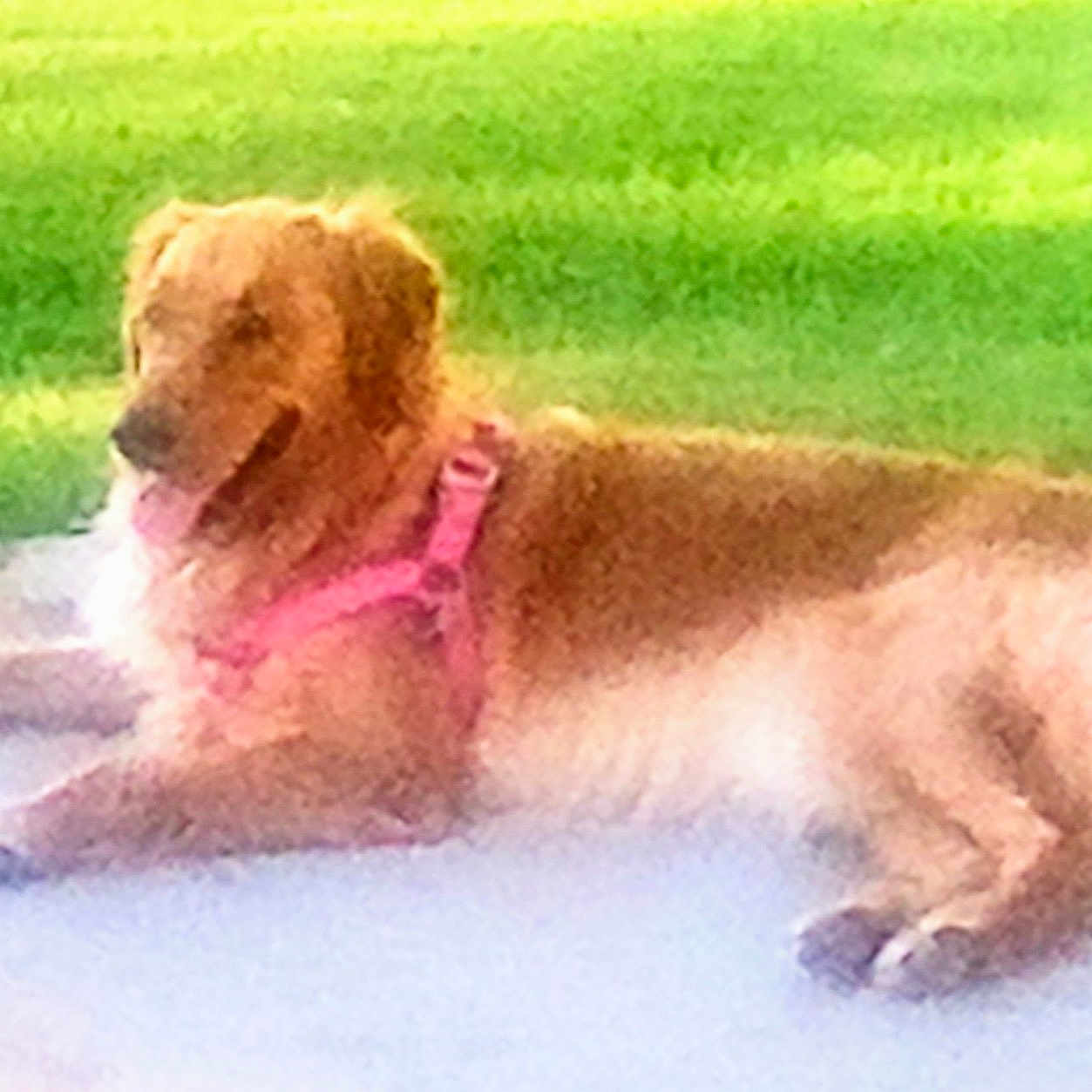 Penelope Purebred joined the competition — help win amazing prizes! animal, ball, canine, child, cockerspaniel, dog, female, girl, goldenretriever, grass, lawn, leash, person, pet, plant, puppy, sport, summer, tennis, water