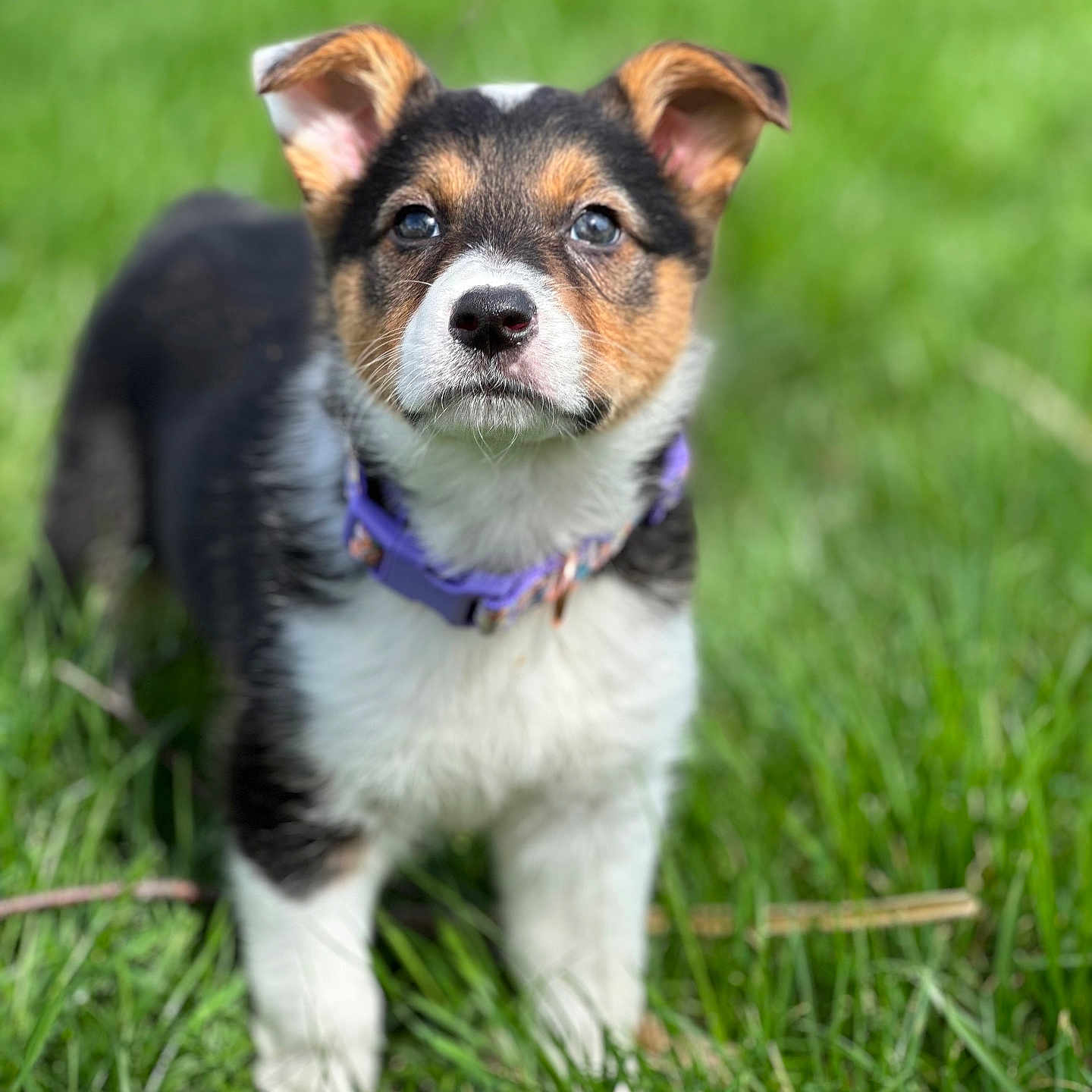 May May joined the competition — help win amazing prizes! accessories, animal, canine, chihuahua, cockerspaniel, dog, field, grass, grassland, hound, husky, lawn, leash, nature, outdoors, pet, plant, puppy, snout, strap