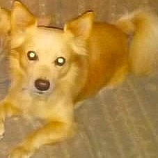 Champion is registered to the contest to win money with this photo: ancient_dog_breeds, canidae, carnivore, companion_dog, dog, dog_breed, dog_supply, fawn, flooring, fur, hardwood, non_sporting_group, snout, sporting_group, terrestrial_animal, wood, working_animal