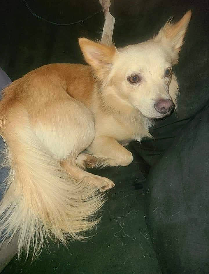 Champion is registered to the contest to win money with this photo: balance, canidae, carnivore, companion_dog, dog, dog_breed, ear, fawn, fur, non_sporting_group, paw, snout, tail, terrestrial_animal, toy_dog, whiskers