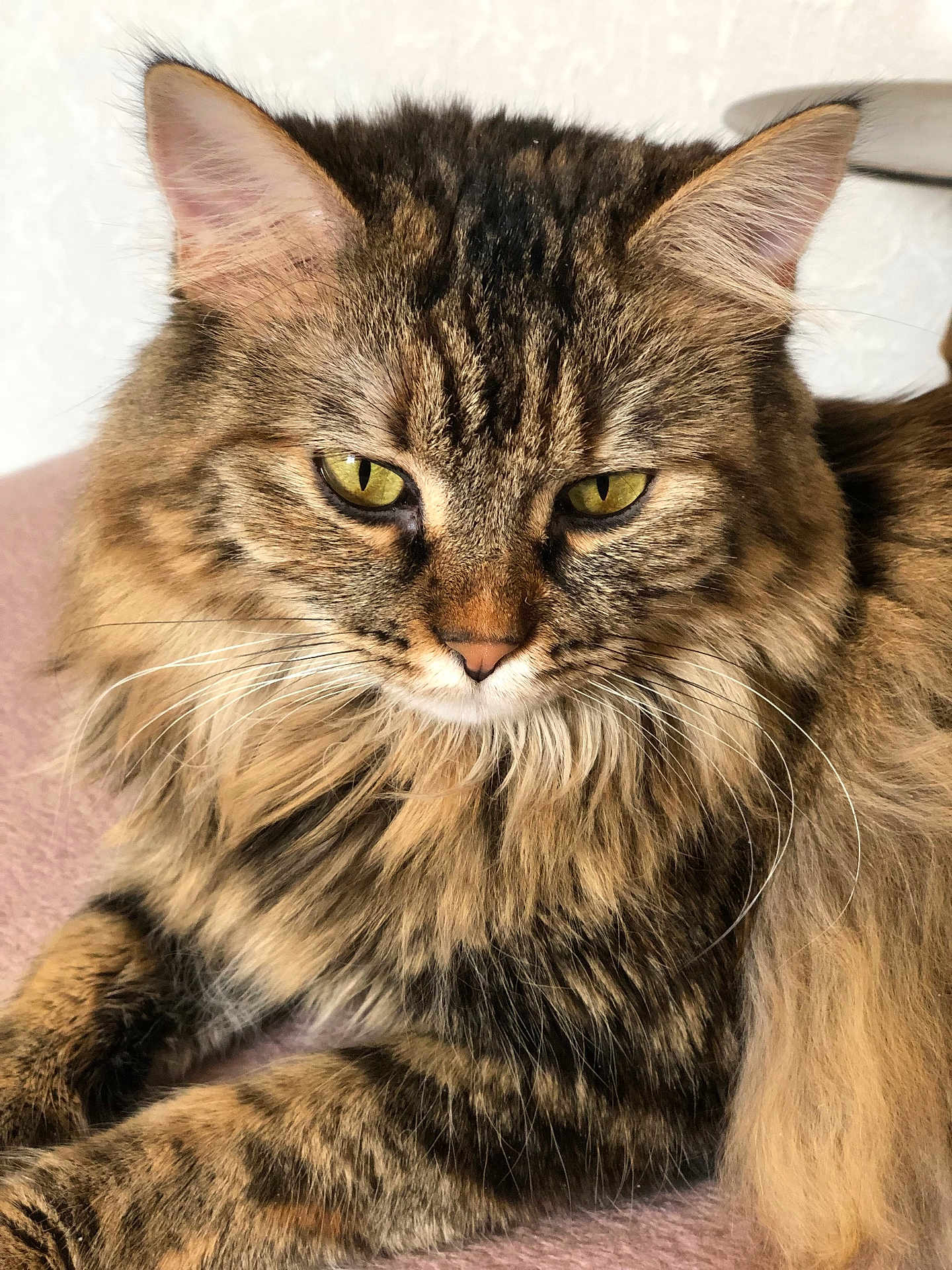 Bella