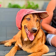 Sayk participe au concours pour gagner de l'argent avec cette photo : animal, blurred_background, brown_fur, canine, chair, closeup, companion, dog, friendly, happy, outdoor, person, pet, playful, portrait, red_cap, relaxed, sitting, smiling, tongue_out