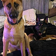 Zina is registered to the contest to win money with this photo: dog, german_shepherd, bed, pillow, blanket, indoor, pet, animal, canine, furniture, resting, tongue_out, ears_up, black_and_tan, collar, lying_down, sitting, headboard, happy, cozy