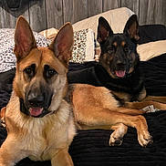 Zues is registered to the contest to win money with this photo: dog, german_shepherd, pet, animal, canine, indoor, bed, blanket, pillow, fur, ears, tongue, lying_down, resting, cute, companion, friendship, wooden_wall, cozy, home