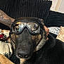 Zues is registered to the contest to win money with this photo: dog, german_shepherd, goggles, reflection, tattoo, couch, indoor, pet, animal, fur, black, brown, relaxing, human_hand, furniture, blanket, living_room, comfort, closeup, portrait