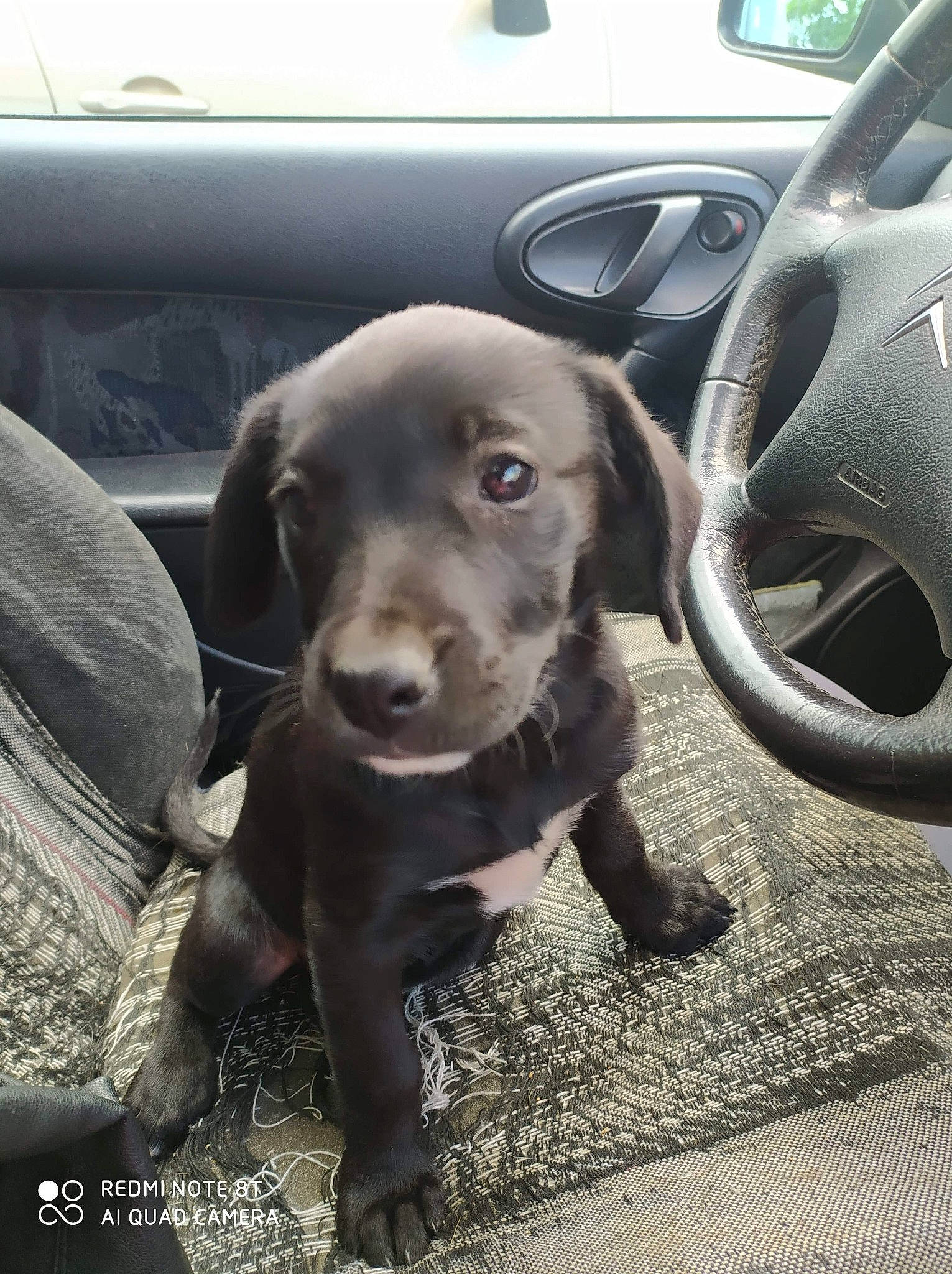 Roxy participe au concours pour gagner de l'argent avec cette photo : beagador, blue_lacy, canidae, carnivore, dog, dog_breed, fawn, labrador_retriever, pointing_breed, puppy, retriever, snout, sporting_group, weimaraner