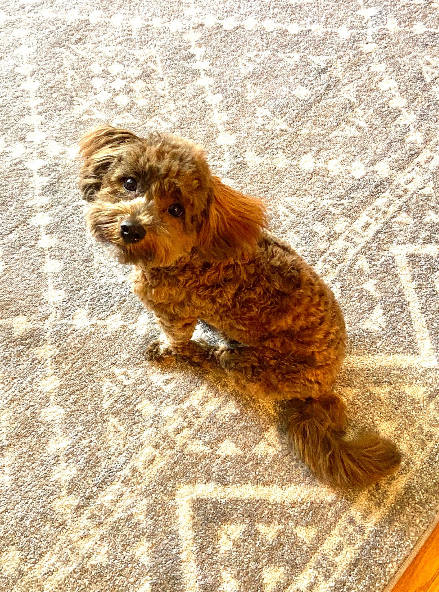 Honey is registered to the contest to win money with this photo: canidae, carnivore, cavachon, cavapoo, cockapoo, companion_dog, dog, dog_breed, goldendoodle, havanese, maltepoo, mammal, miniature_poodle, poodle, poodle_crossbreed, puppy, schnoodle, toy_poodle, vertebrate, yorkipoo