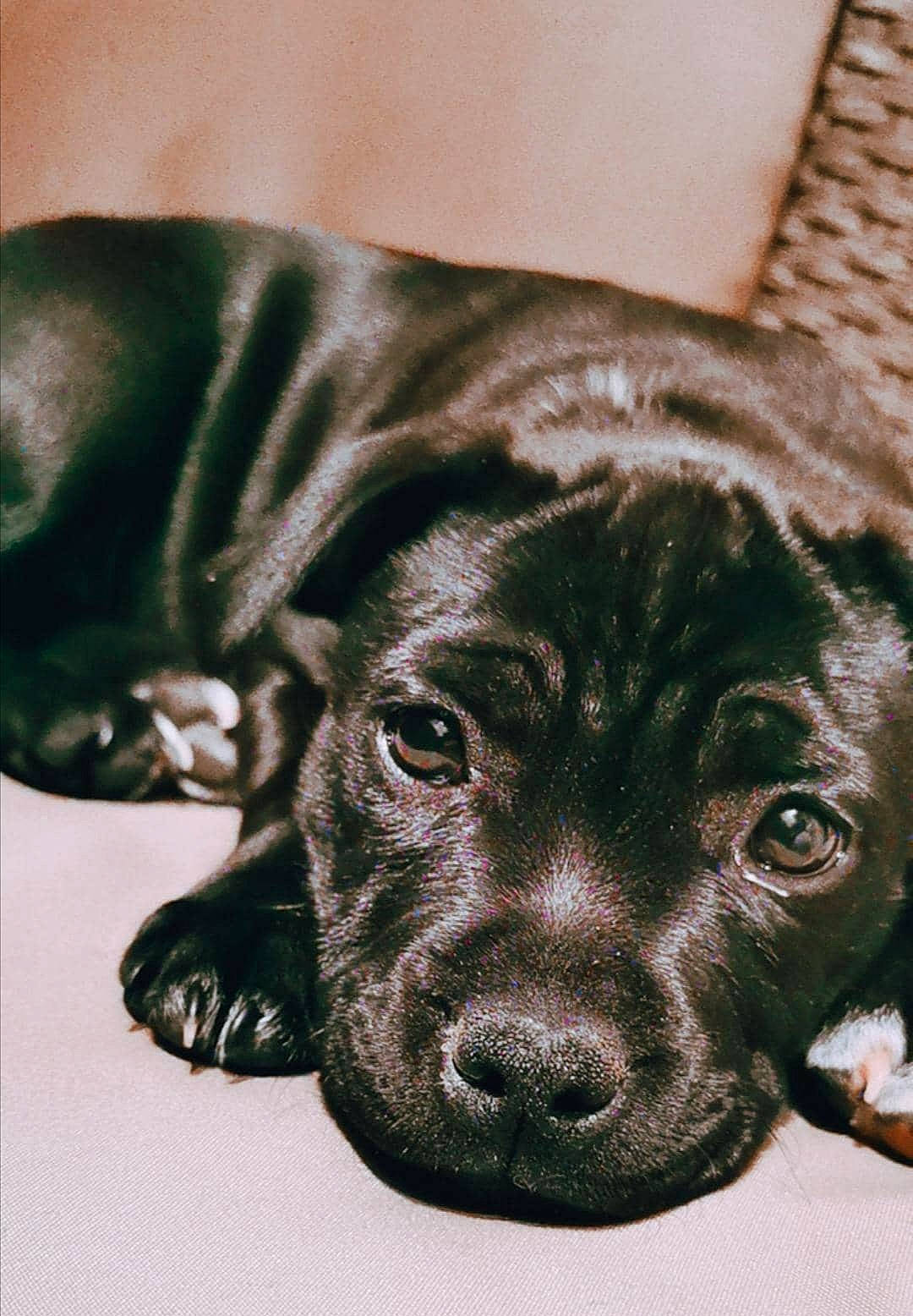 Reva a rejoint le concours — aidez-le/la à gagner de superbes lots ! american_pit_bull_terrier, canidae, carnivore, companion_dog, dog, dog_breed, eye, labrador_retriever, mammal, non_sporting_group, nose, patterdale_terrier, pointer, puppy, rare_breed_dog, snout, sporting_group, staffordshire_bull_terrier, vertebrate, whiskers