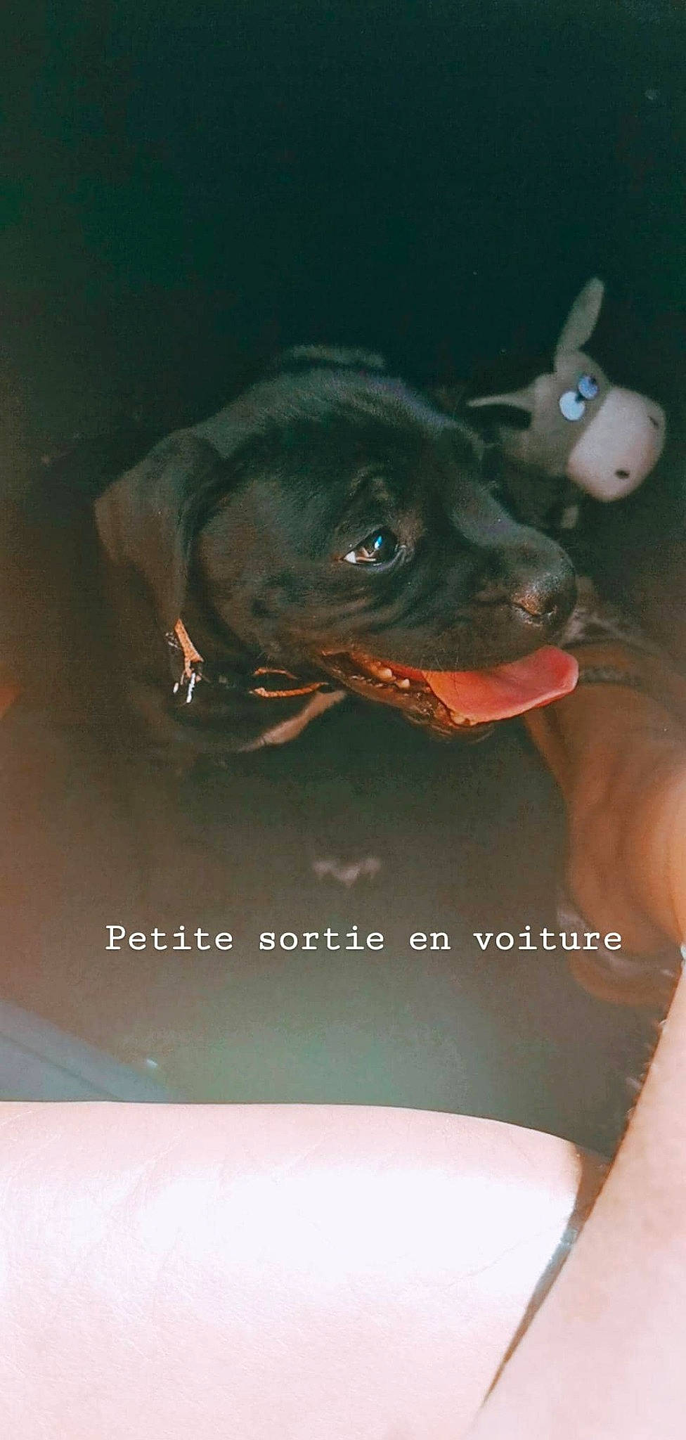 Reva a rejoint le concours — aidez-le/la à gagner de superbes lots ! american_pit_bull_terrier, canidae, carnivore, dog, dog_breed, fawn, non_sporting_group, puppy, snout, sporting_group