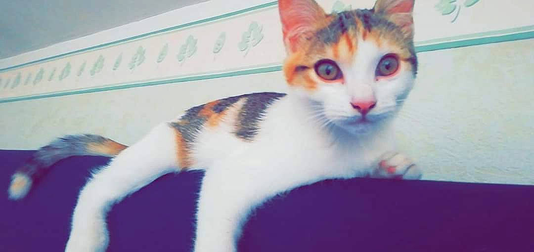 Naya participe au concours pour gagner de l'argent avec cette photo : aegean_cat, american_wirehair, asian, carnivore, cat, domestic_short_haired_cat, felidae, japanese_bobtail, kitten, mammal, paw, polydactyl_cat, small_to_medium_sized_cats, tail, whiskers