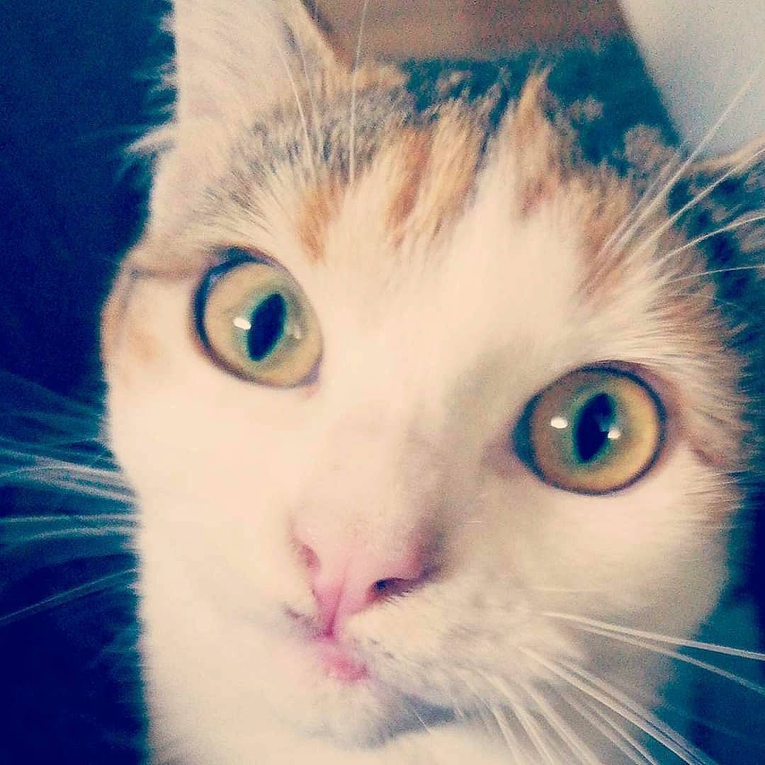 Naya participe au concours pour gagner de l'argent avec cette photo : aegean_cat, carnivore, cat, close_up, ear, eye, eyebrow, face, felidae, fur, head, iris, kitten, nose, organ, sky, small_to_medium_sized_cats, snapshot, snout, whiskers