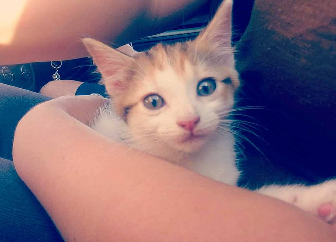 Naya a rejoint le concours — aidez-le/la à gagner de superbes lots ! aegean_cat, carnivore, cat, ear, eye, face, felidae, fur, hand, head, kitten, leg, mammal, nose, ojos_azules, skin, sky, small_to_medium_sized_cats, turkish_van, whiskers