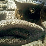 Bubba joined the competition — help win amazing prizes! animal, black_cat, blanket, cat, closeup, comfort, cozy, curious_eyes, domestic_cat, fur, furniture, home, indoor, pet, relaxed, resting, sleepy, snuggled, soft_texture, warm_lighting