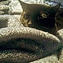 animal, black_cat, blanket, cat, closeup, comfort, cozy, curious_eyes, domestic_cat, fur, furniture, home, indoor, pet, relaxed, resting, sleepy, snuggled, soft_texture, warm_lighting