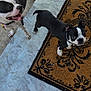 Capulin joined the competition — help win amazing prizes! dog, boston_terrier, pet, animal, floor, doormat, black_and_white, tile, shoes, footwear, outdoor, playful, looking_up, collar, canine, two_dogs, companion, adorable, curious, waiting