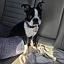 Capulin joined the competition — help win amazing prizes! dog, boston_terrier, puppy, car_interior, backseat, blanket, sunlight, shadow, collar, pet_tag, leather_seat, window, daylight, cute, pet, animal, sitting, looking, indoor, cozy
