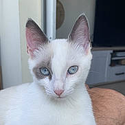 Lily a rejoint le concours — aidez-le/la à gagner de superbes lots ! cat, blue_eyes, white_fur, gray_patch, indoor, pet, animal, close_up, lap, feline, portrait, cute, whiskers, ears, domestic_cat, fur, relaxed, person, home, animal_face