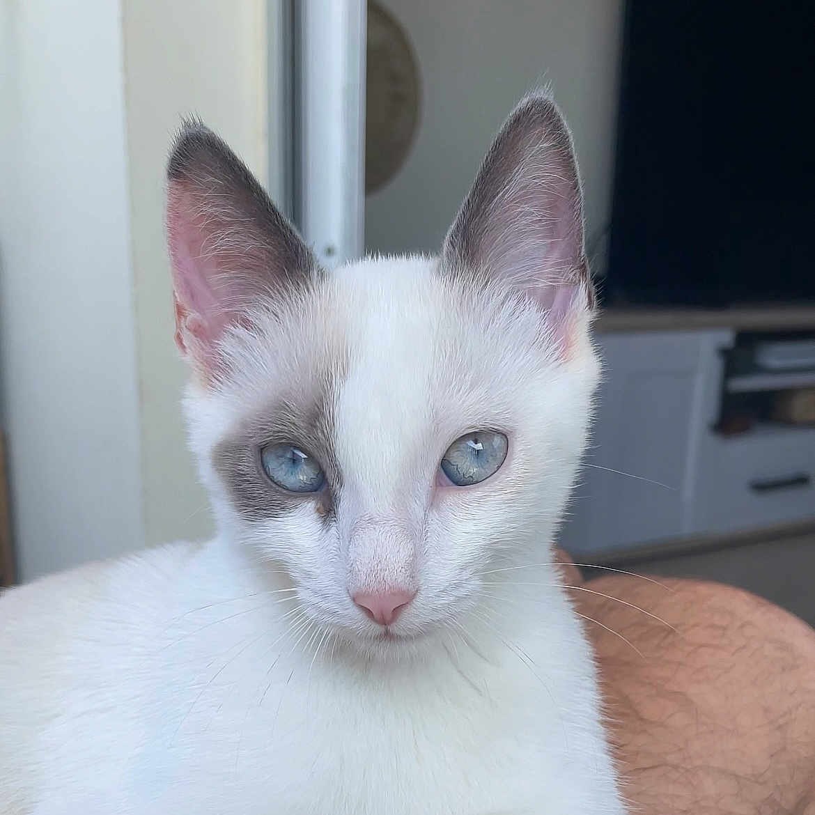 Lily a rejoint le concours — aidez-le/la à gagner de superbes lots ! animal, animal_face, blue_eyes, cat, close_up, cute, domestic_cat, ears, feline, fur, gray_patch, home, indoor, lap, person, pet, portrait, relaxed, whiskers, white_fur