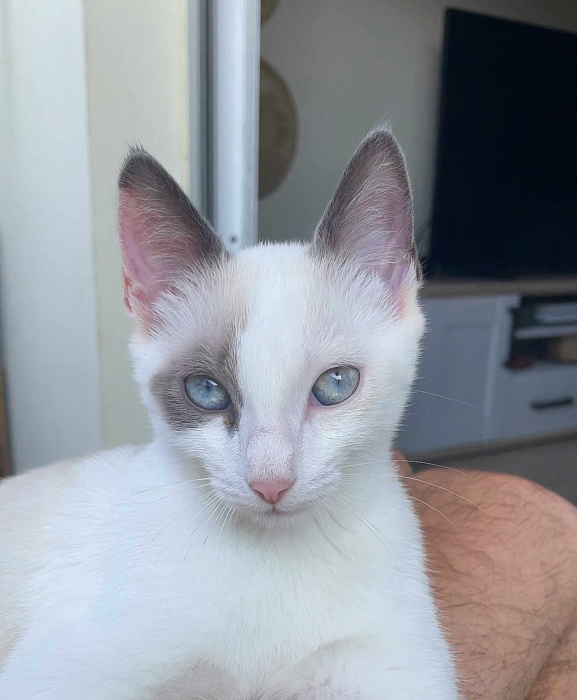 Lily a rejoint le concours — aidez-le/la à gagner de superbes lots ! cat, blue_eyes, white_fur, gray_patch, indoor, pet, animal, close_up, lap, feline, portrait, cute, whiskers, ears, domestic_cat, fur, relaxed, person, home, animal_face