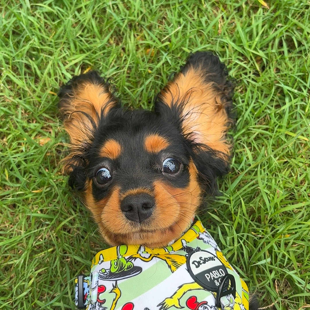 Milo is registered to the contest to win money with this photo: animal, ball, canine, dog, face, football, grass, head, lawn, nature, outdoors, person, pet, photography, plant, portrait, puppy, soccer, soccerball, sport