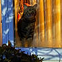Noki joined the competition — help win amazing prizes! animal, cat, cozy, curtains, evening, foggy_glass, glass, home, indoor, leaves, nature_shadow, outdoor, pet, plant, quiet, shadow, sitting, tabby, warm_light, window