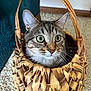 Noki is registered to the contest to win money with this photo: animal, basket, carpet, cat, closeup, curious, cute, ears, eyes, feline, floor, head, home, indoor, pet, portrait, sitting, tabby, whiskers, woven_basket