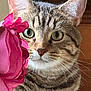 animal, cat, close_up, curious, cute, domestic_cat, face, feline, flower, fur, green_eyes, indoor, mammal, nature, pet, pink_flower, plant, portrait, tabby, whiskers