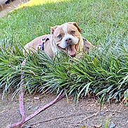 Honey joined the competition — help win amazing prizes! dog, grass, leash, harness, outdoor, smiling, pet, happy, nature, greenery, canine, playful, animal, parked_car, sidewalk, sunlight, daytime, tongue_out, closeup, ground