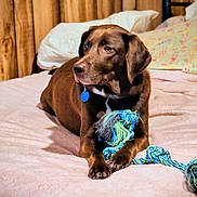 Hank Mcdowell joined the competition — help win amazing prizes! animal, bed, blanket, brown_dog, companion, cozy, cute, dog, domestic_animal, fur, indoor, looking_away, mammal, pet, pillow, relaxed, resting, rope_toy, toy, wooden_wall