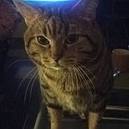 Aki participe au concours pour gagner de l'argent avec cette photo : animal, cat, closeup, curious, dark, domestic_cat, ears, eyes, face, feline, fur, glass_table, indoor, living_room, paws, pet, striped, tabby, television, whiskers