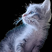 Youna participe au concours pour gagner de l'argent avec cette photo : alert, animal, cat, closeup, curious, cute, domestic_cat, feline, furry, gray_fur, indoor, isolated, looking_away, mammal, pet, portrait, profile, soft_focus, whiskers, young_cat