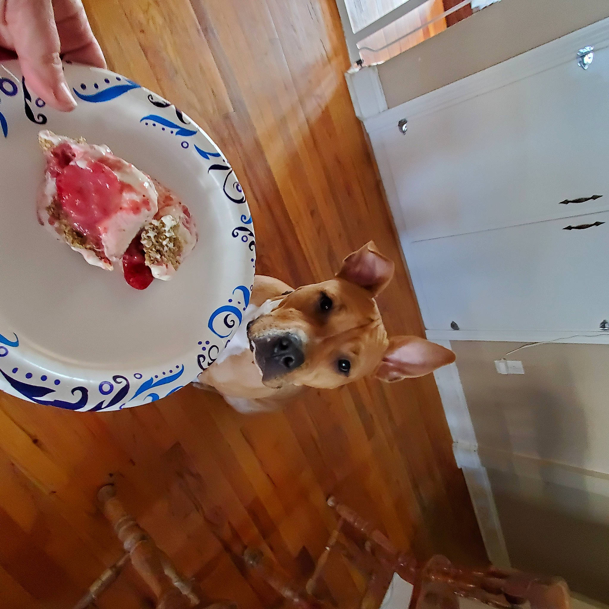 Jude joined the competition — help win amazing prizes! carmine, carnivore, comfort_food, companion_dog, dog, dog_breed, dog_supply, fawn, floor, flooring, hardwood, ingredient, plywood, recipe, room, seafood, sporting_group, stuffed_toy, wood, working_animal