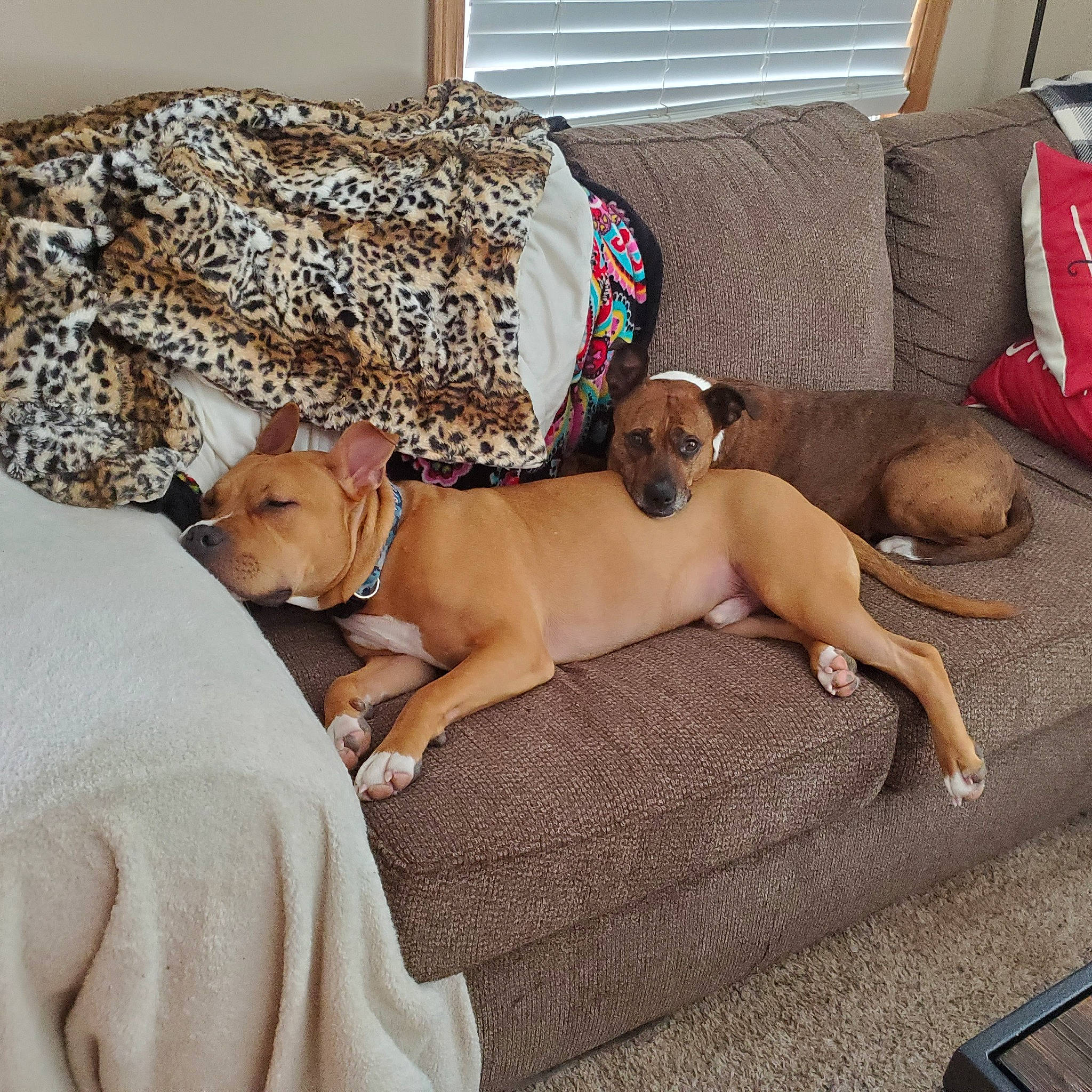 Jude joined the competition — help win amazing prizes! canidae, carnivore, collar, comfort, companion_dog, couch, dog, dog_breed, dog_collar, dog_supply, fawn, flooring, hardwood, linens, liver, non_sporting_group, pet_supply, sporting_group, window, working_animal