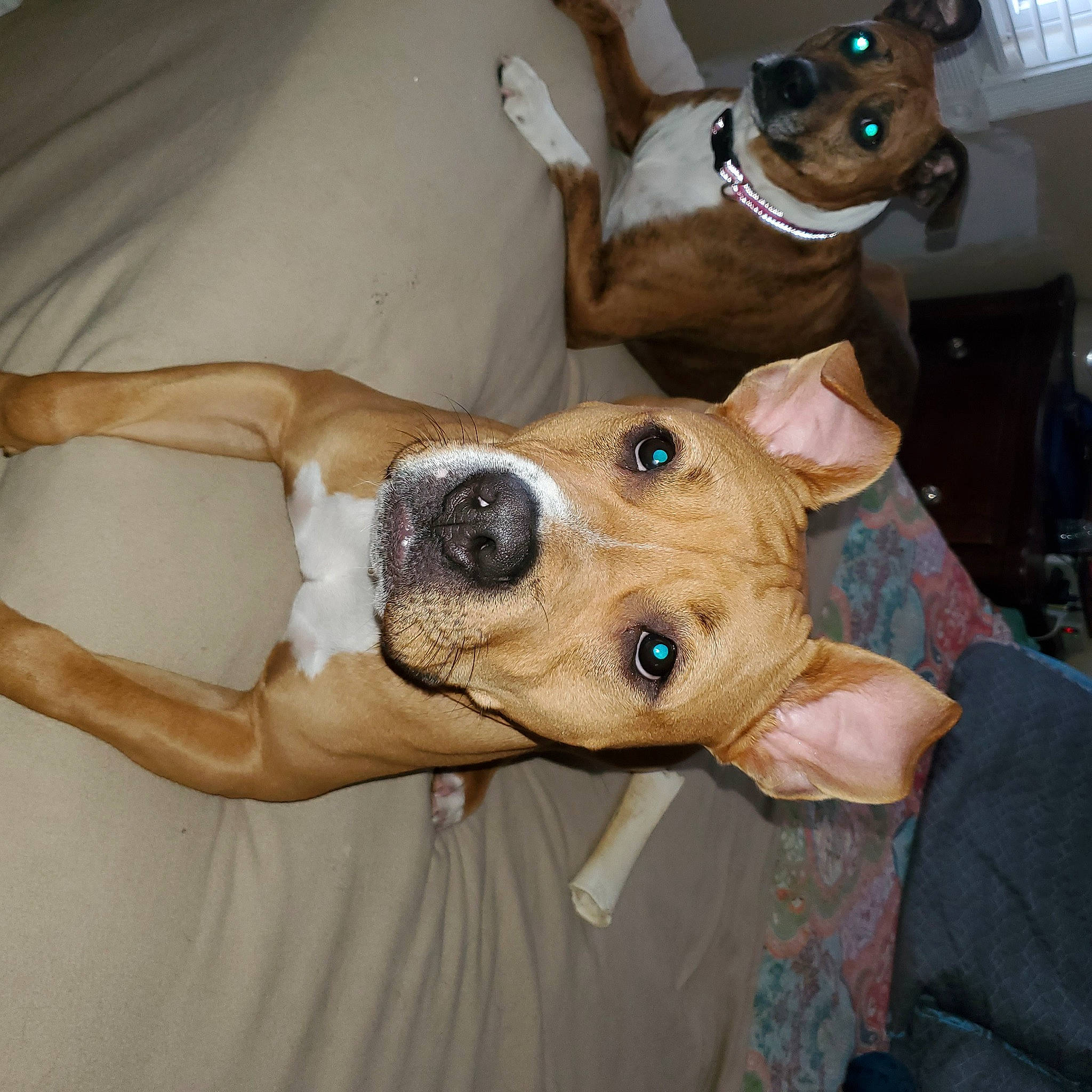 Jude joined the competition — help win amazing prizes! canidae, carnivore, collar, comfort, companion_dog, couch, dog, dog_breed, dog_collar, dog_supply, ear, fawn, fur, guard_dog, liver, pet_supply, snout, sporting_group, whiskers, working_animal