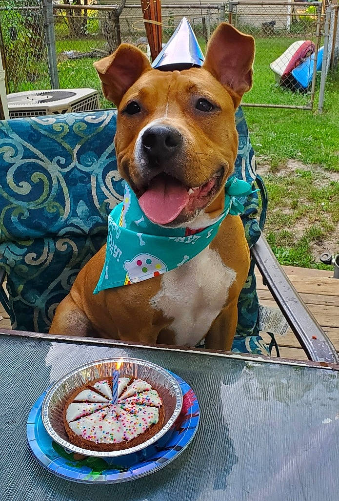 Jude is registered to the contest to win money with this photo: blue, carnivore, collar, companion_dog, dishware, dog, dog_breed, dog_collar, dog_supply, fawn, ingredient, pet_supply, plant, plate, platter, porcelain, serveware, snout, tableware, working_animal