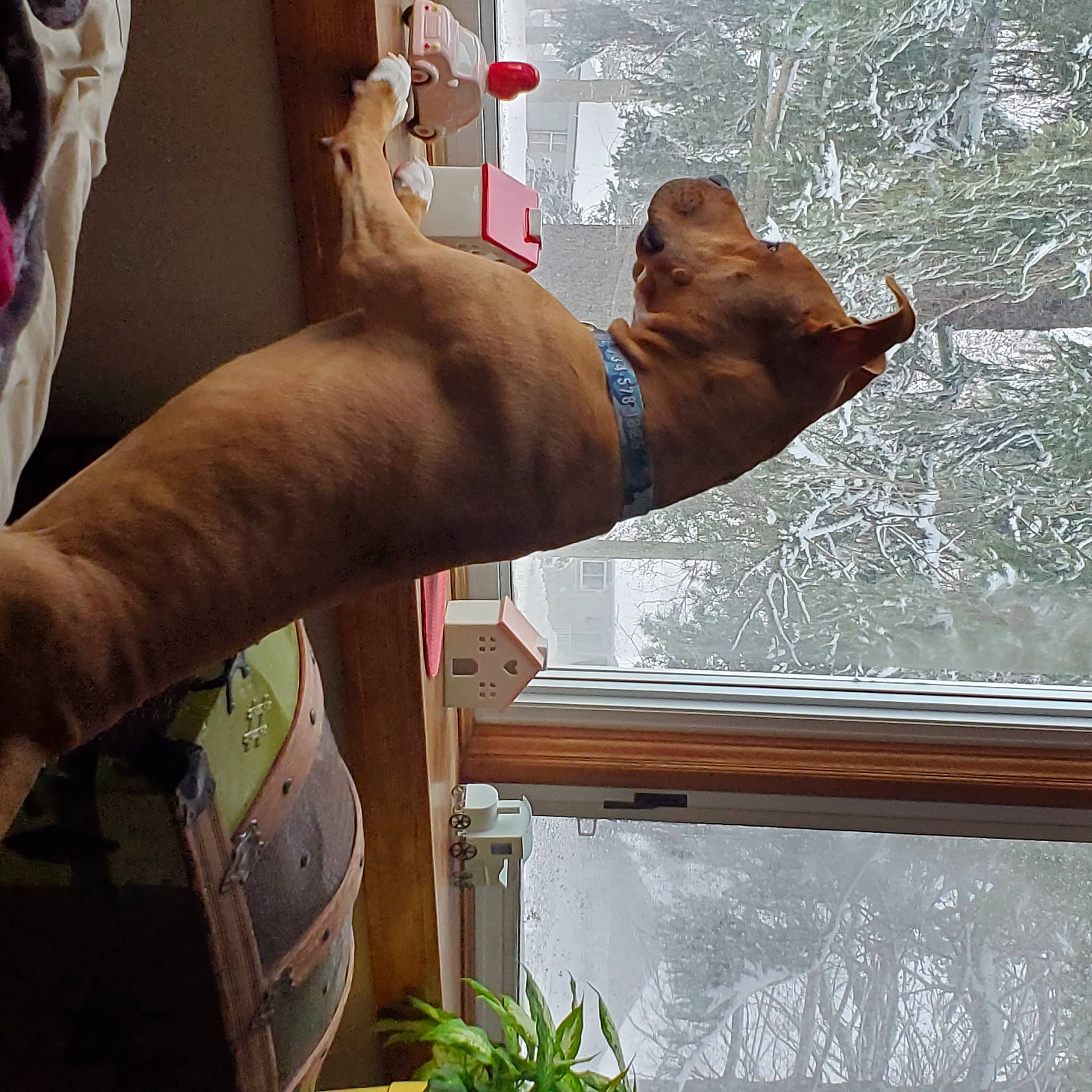 Jude is registered to the contest to win money with this photo: chest, elbow, finger, flesh, gesture, glass, human_leg, knee, mammal, nail, plant, snapshot, thigh, thumb, trunk, vertebrate, water, window, wood, wrist