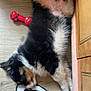 Scooby-Doo a rejoint le concours — aidez-le/la à gagner de superbes lots ! puppy, dog, sleeping, floor, wooden_floor, stuffed_toy, black_and_white, red_toy, chew_toy, curtain, cabinet, indoor, pet, resting, fur, cute, cozy, animal, relaxed, home
