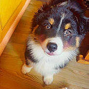 Scooby-Doo participe au concours pour gagner de l'argent avec cette photo : puppy, dog, indoor, wooden_floor, yellow_cabinet, curious, fluffy, pet, animal, cute, looking_up, brown_black_white, fur, domestic_dog, household, young_dog, adorable, companion, canine, small_dog