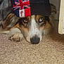 dog, heterochromia, hat, lying_down, floor, indoor, closeup, pet, canine, face, ears, fur, portrait, colorful, flags, expression, resting, animal, cute, domestic